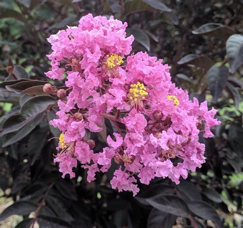 ebony crepie|Crape Myrtle Varieties (Pictures, Sizes and Colors) .